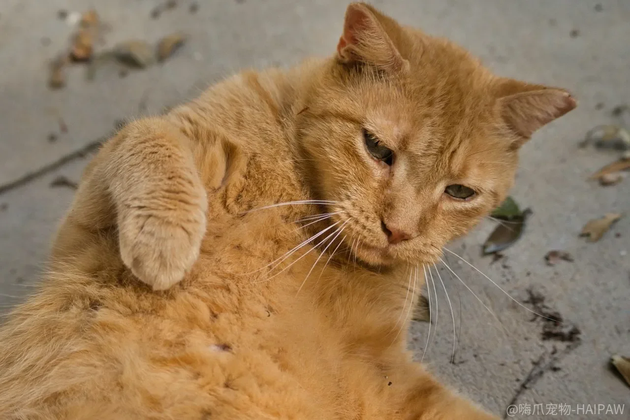 猫粮配方里的碳水化合物,为什么不是“标了百分比就消化得了”? 猫粮配方里的碳水化合物,为什么不是“标了百分比就消化得了”?