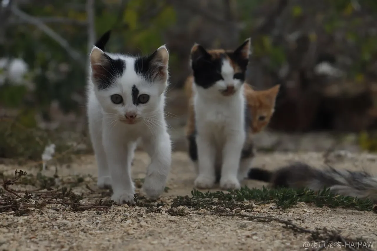 猫用品上写着“安全”，为什么猫的身体不一定同意？