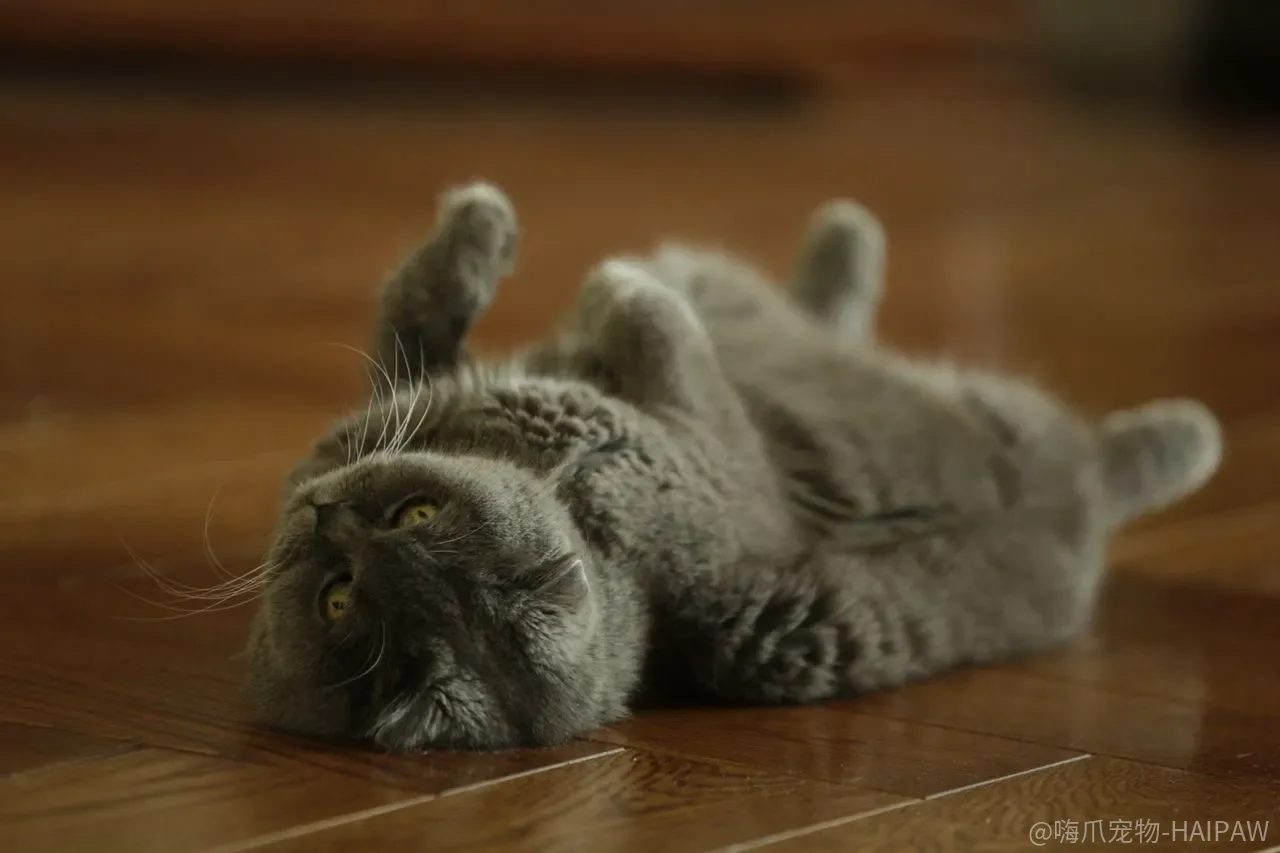 猫的皮肤不是越“干净”越好：被洗掉的那层菌群，才是屏障的一部分