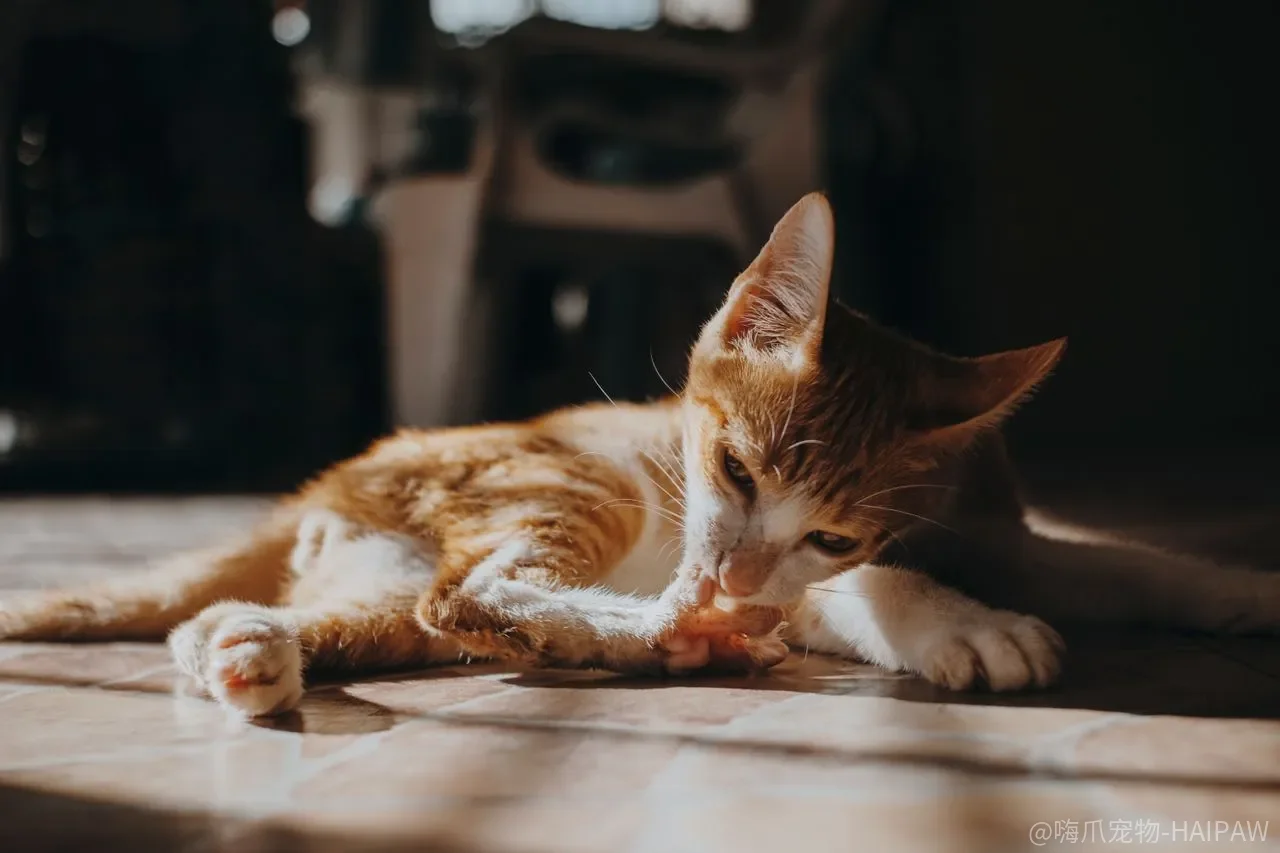 猫爬架倒下的那一刻，真正的问题出在哪个结构项上？