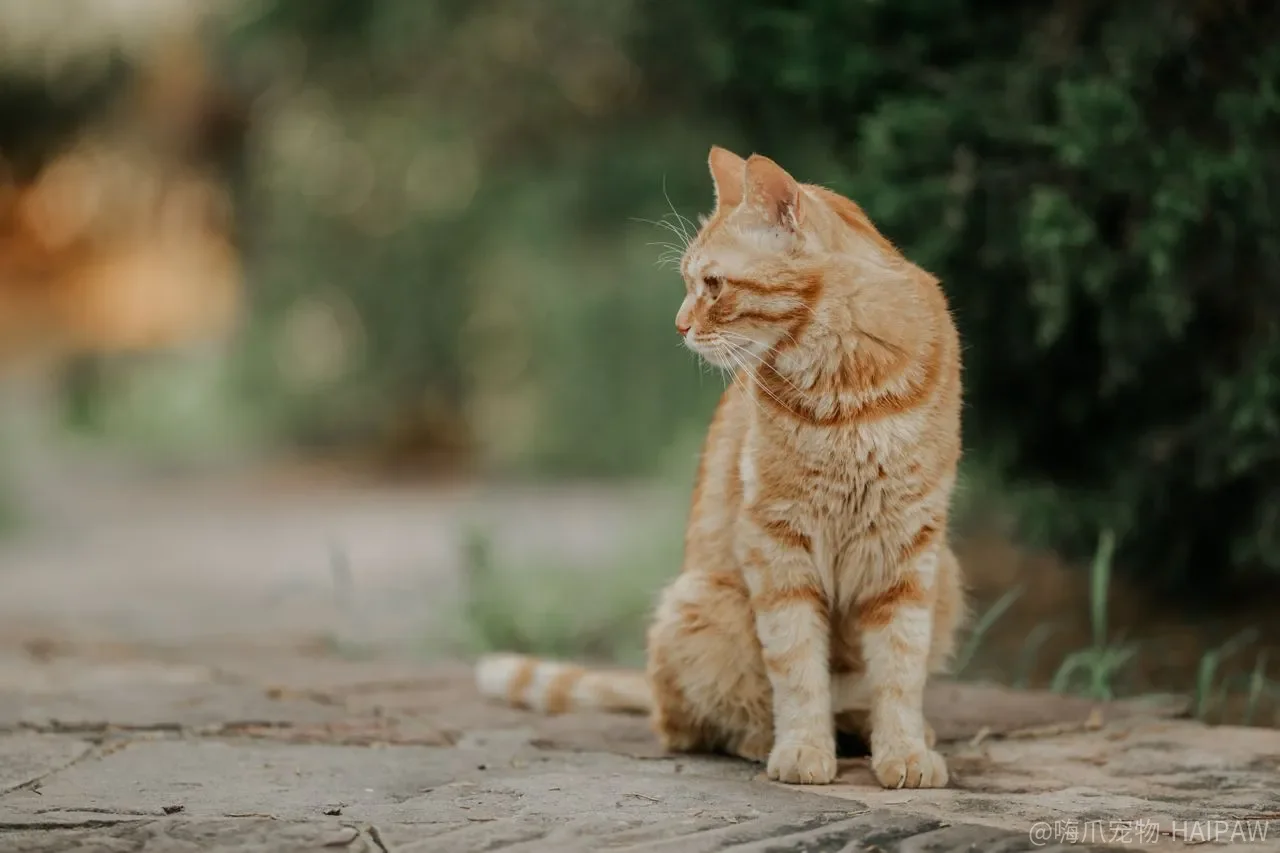 猫粮开封之后，那袋粮里最先“坏掉”的，为什么不是蛋白质？