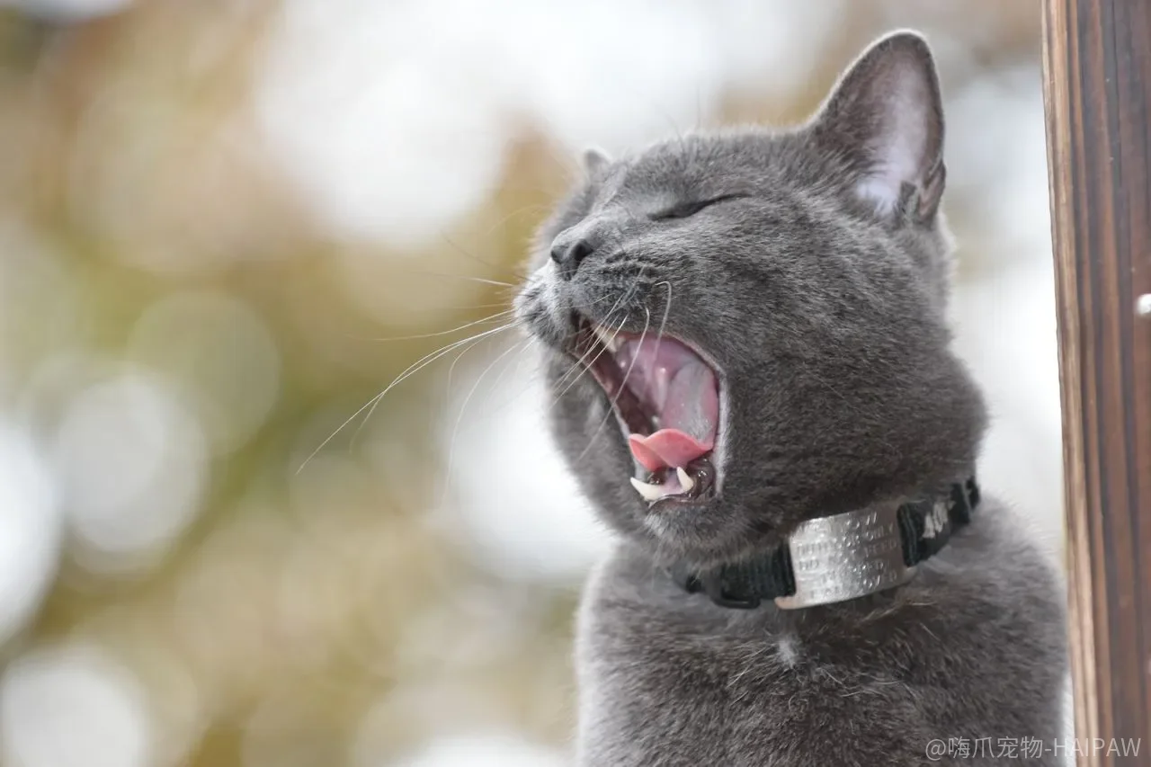 猫不打架，多猫家庭就没事了吗？被“阻塞”和“假性理毛”掩盖的慢性应激