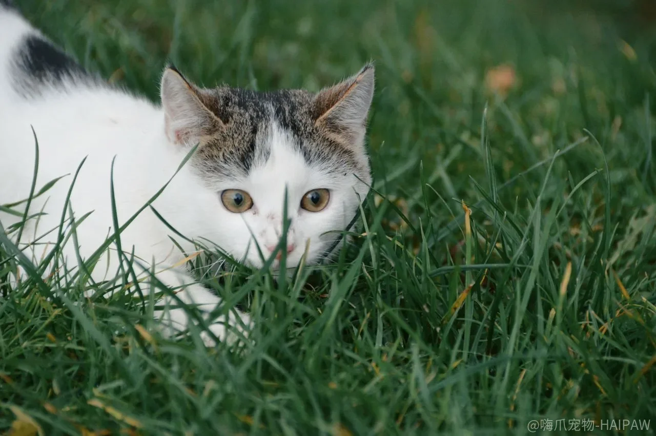 猫的肉垫不是“可爱配件”，是它身体上唯一直接接触地面的裸露皮肤