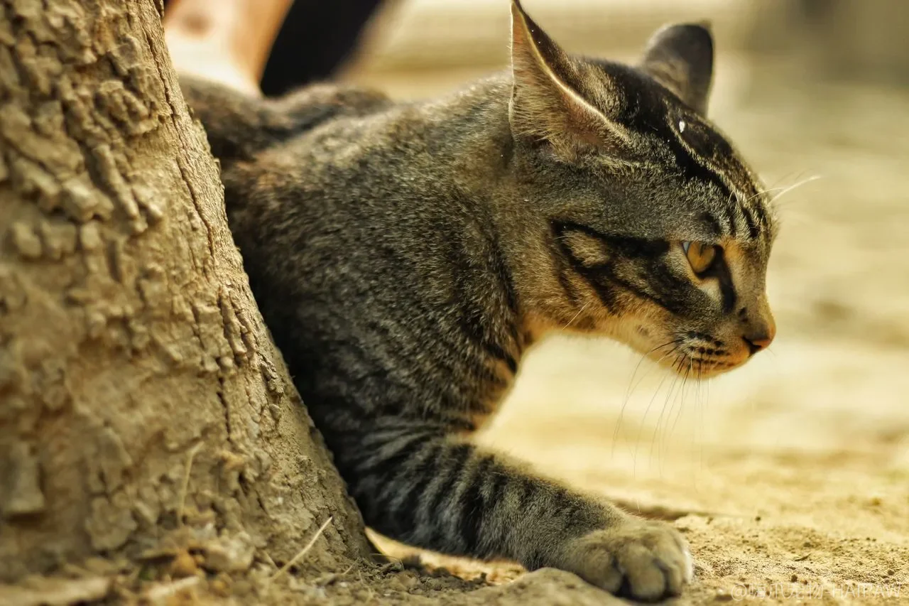 猫的肾脏在砂盆里“说话”时，为什么先变的是频率，而不是尿量？