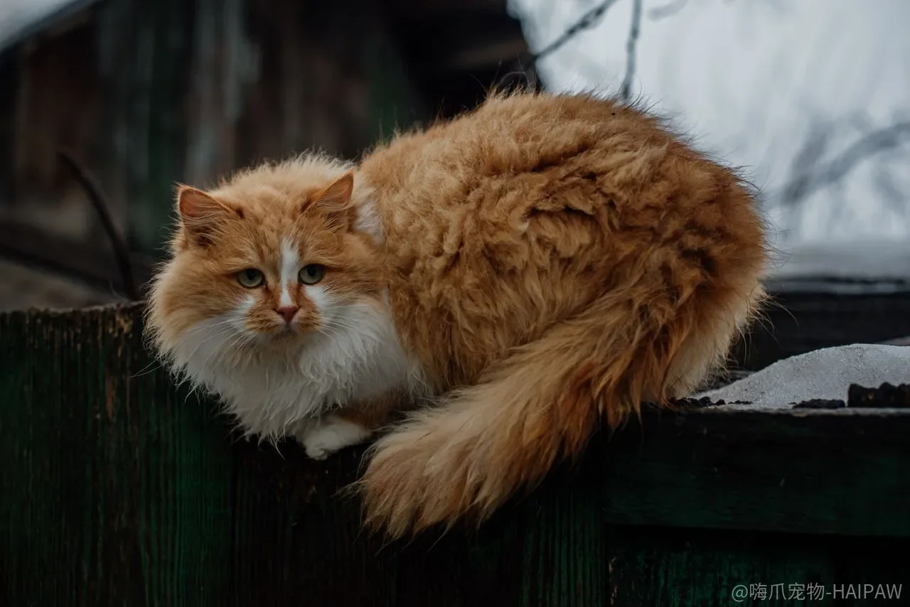 猫的被毛不是一件外套，是一套需要被“读懂”的系统