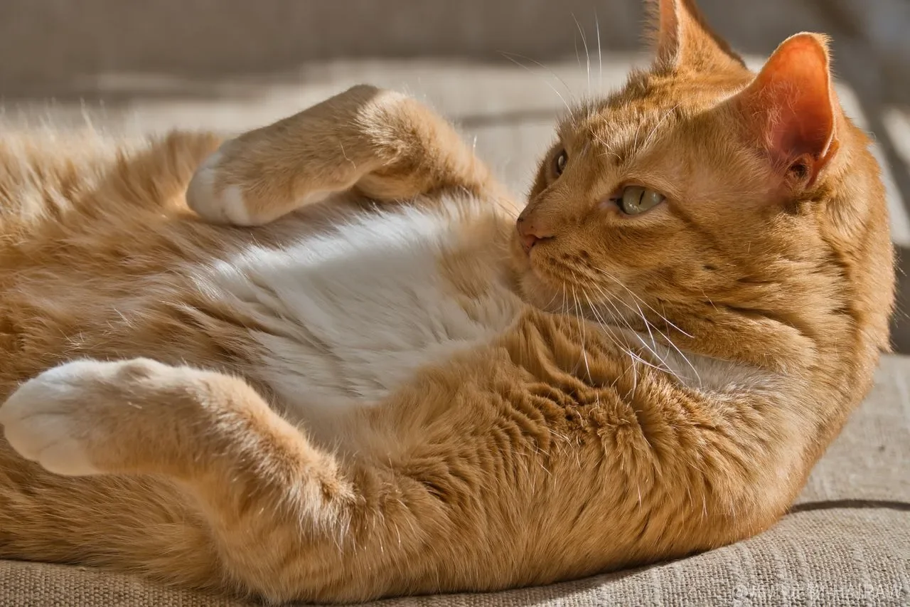 猫砂里那些“看不见的东西”,为什么比除臭效果更值得先问? 猫砂里那些“看不见的东西”,为什么比除臭效果更值得先问?