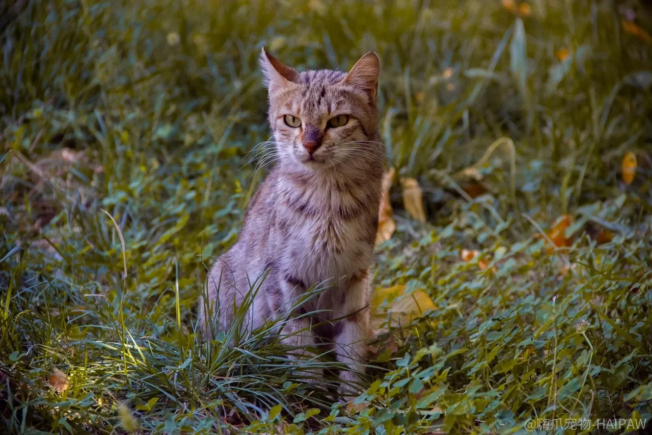 猫把疼痛藏得那么好，为什么最后“出卖”它的偏偏是砂盆和睡姿？