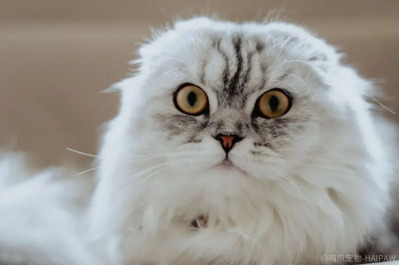 猫的皮肤，是不是越“干净”反而越脆弱？被清洁带走的不只是污垢