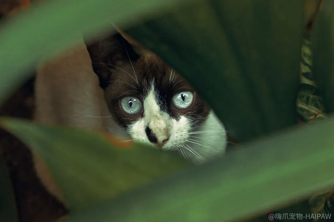 猫的“营养”，为什么在它闻第一下的时候就已经被筛掉了一半？