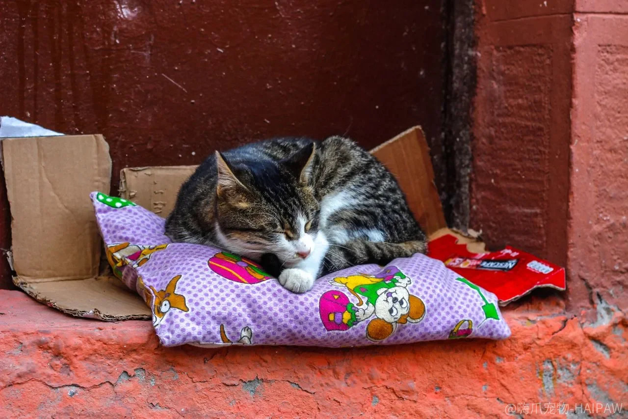 猫又吐了，是毛球还是身体在报警？别急着下结论，先看这几层