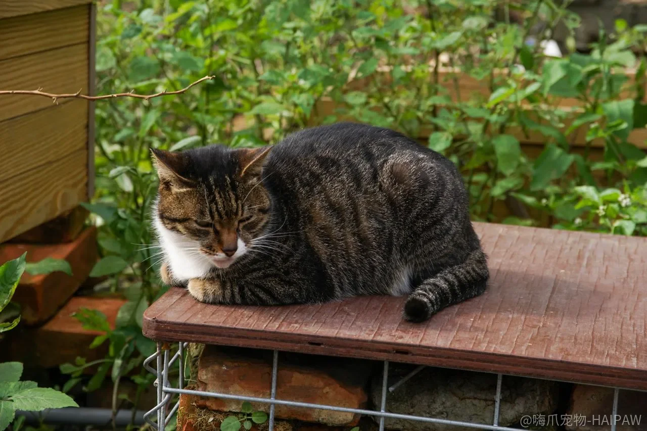 猫不喝水，真的只是“不爱喝”吗？