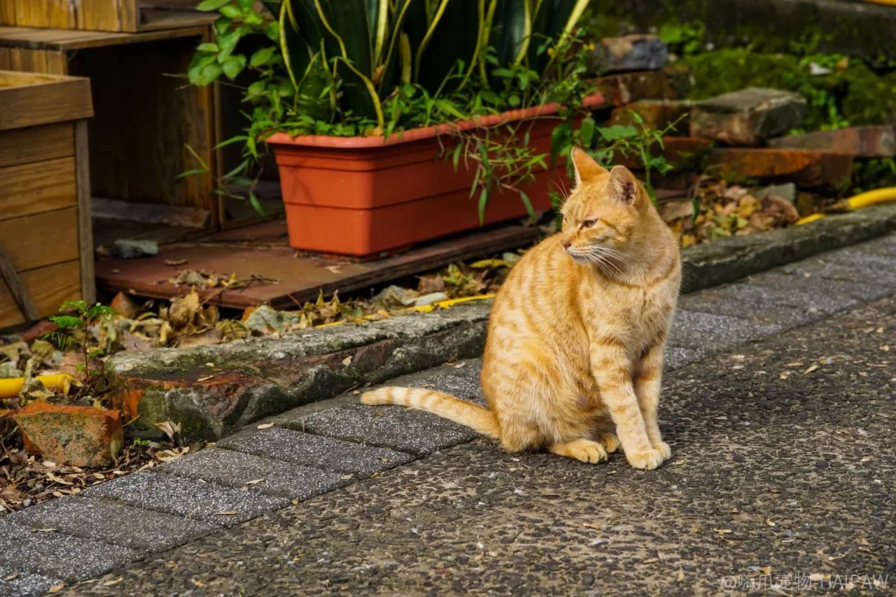 猫不听话,打一顿、喷水就真能改过来吗? 猫不听话,打一顿、喷水就真能改过来吗?