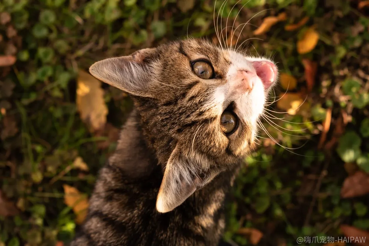 猫咬手、扑脚踝，靠呵斥能改吗？训练顺序比惩罚更重要