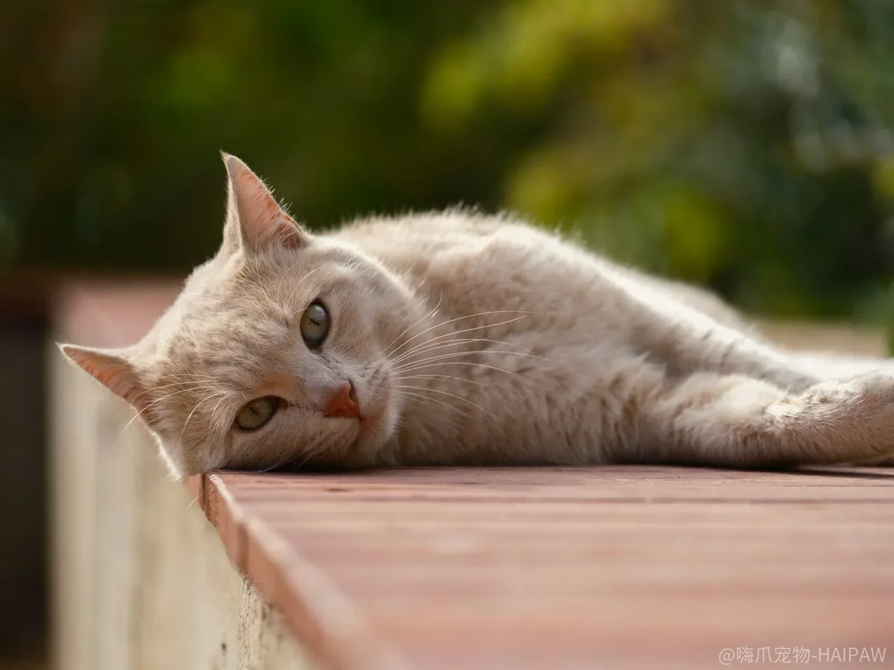 猫不让剪指甲、不让梳毛，是性格差还是步骤错了？
