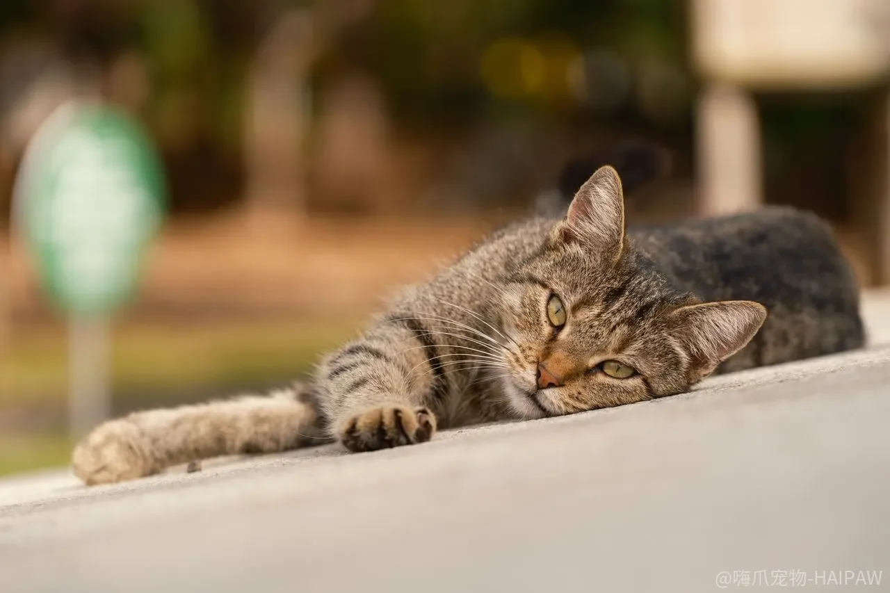 训练猫要买多少用品？逗猫棒、抓板、航空箱到底谁先买