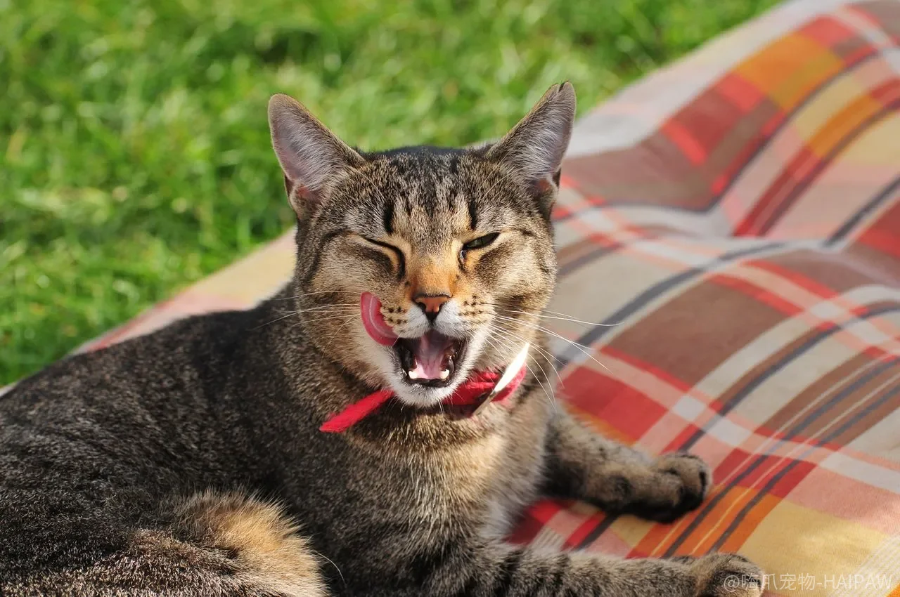 猫不让抱、一碰尾巴就翻脸，是脾气差还是你的方式错了？