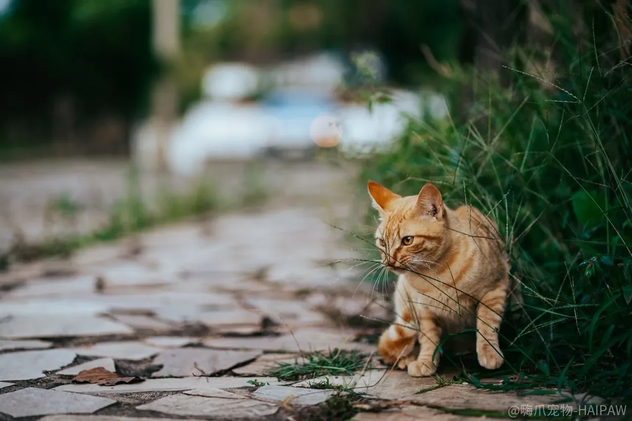猫不让碰肉垫，饭后却认真洗脸，它到底在守什么？
