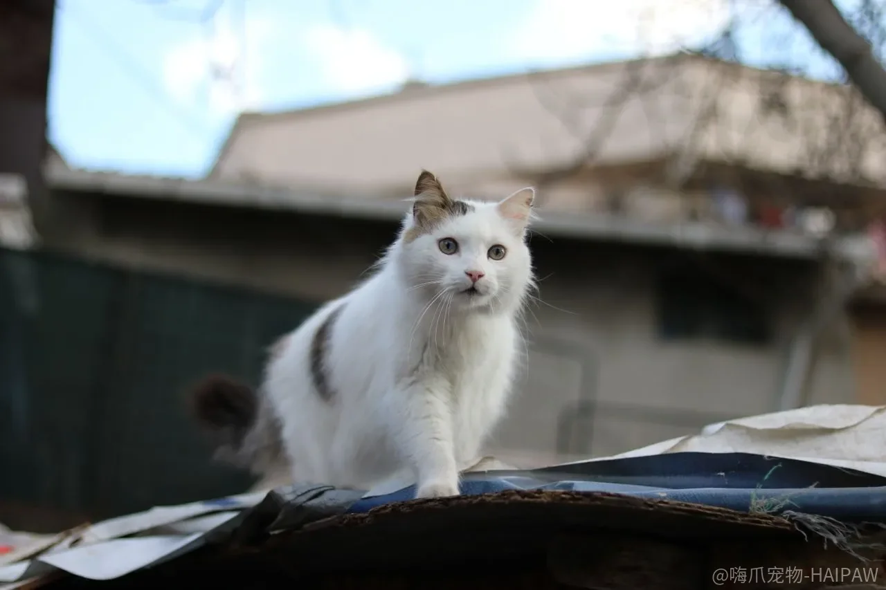 猫半夜跑酷、挠门叫门，是精力太旺还是作息被你养反了？