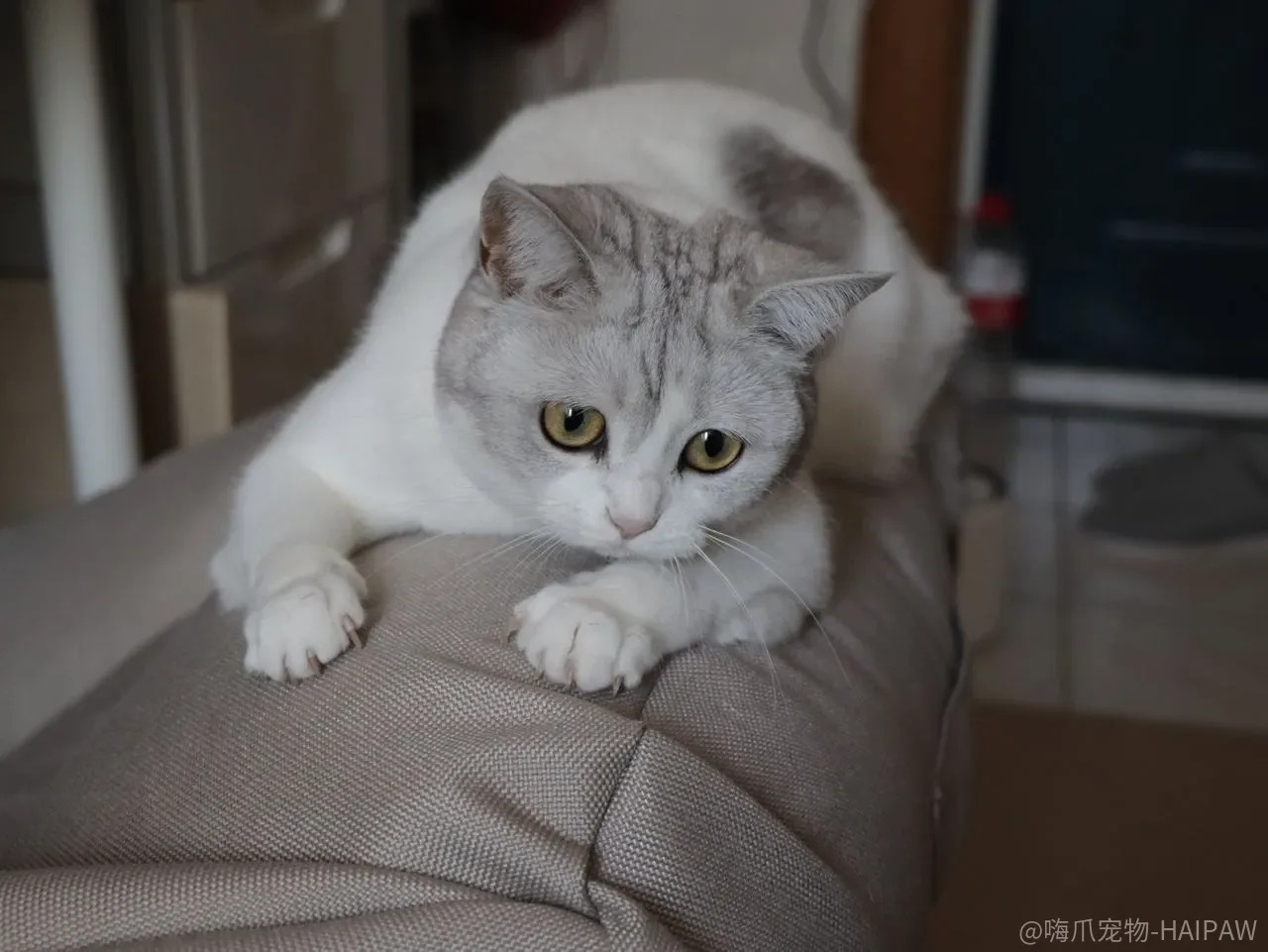 猫咪用马桶上厕所，是省事还是给未来埋雷？