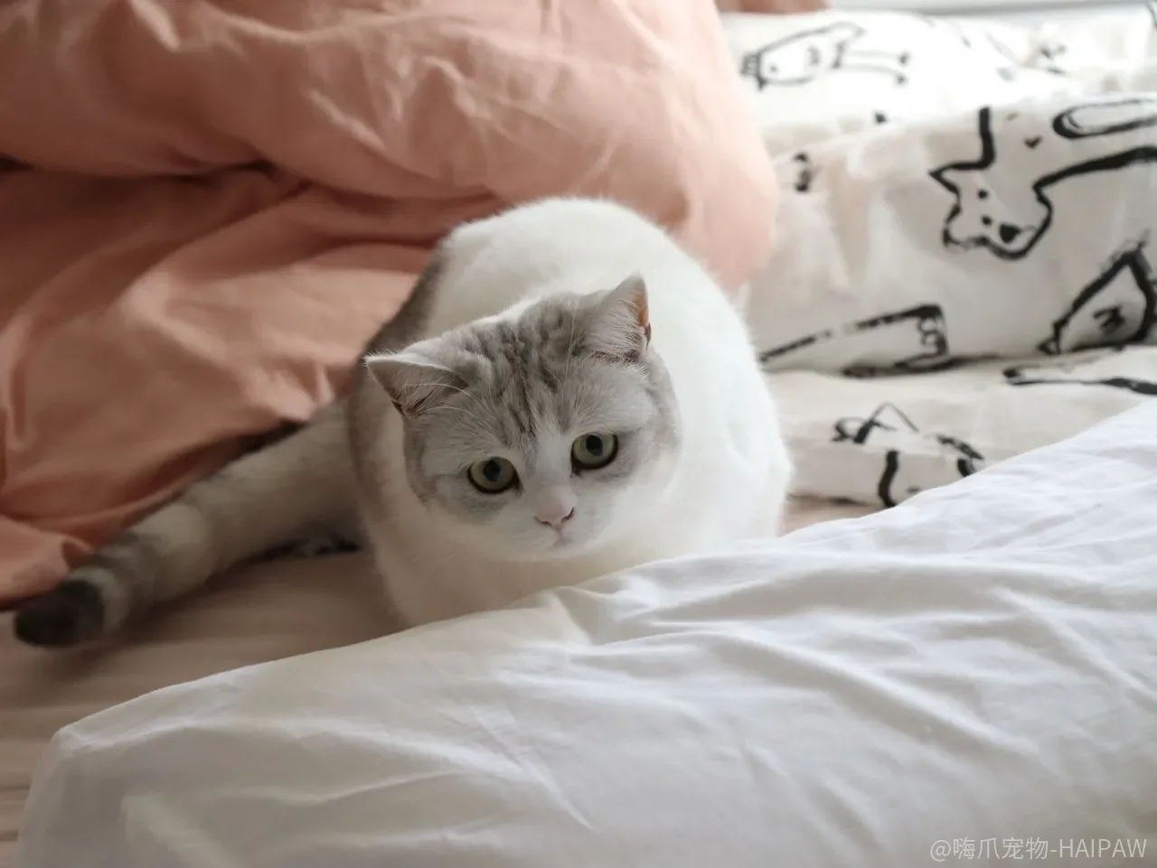 猫咬手，是“玩过头了”，还是你从一开始就教错了？