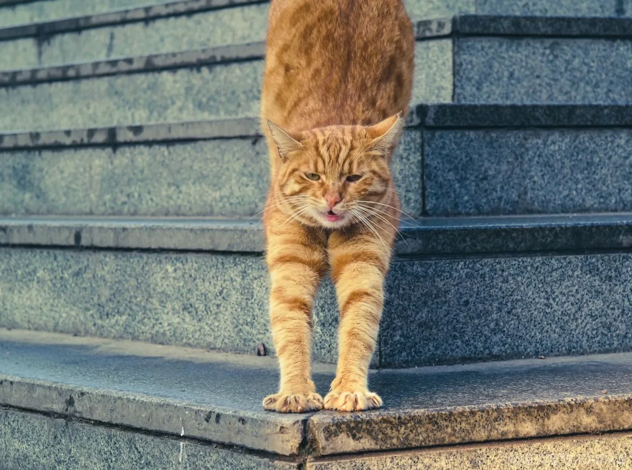 捏住后颈猫就不动了？这个“开关”不是对每只猫都管用