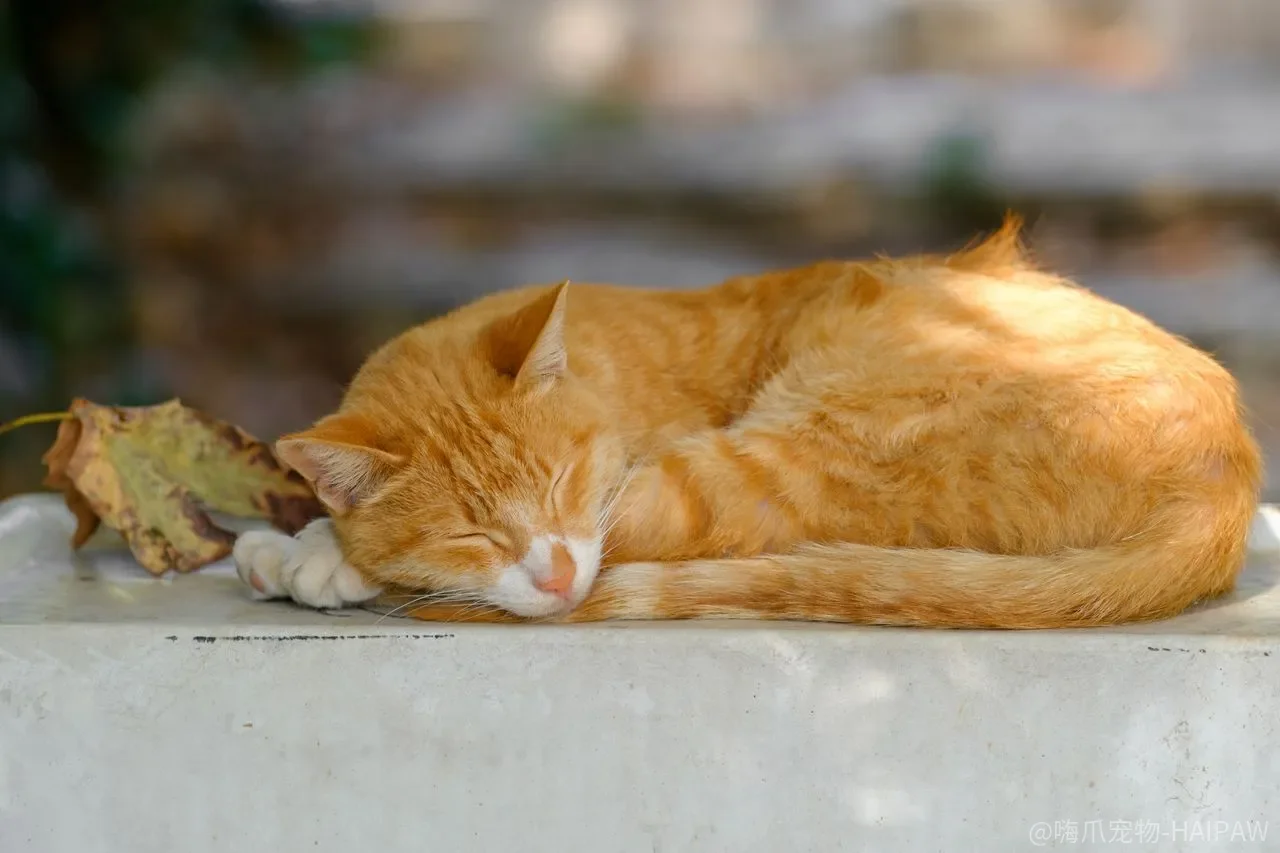 小猫总咬手，是没轻没重还是在练捕猎？
