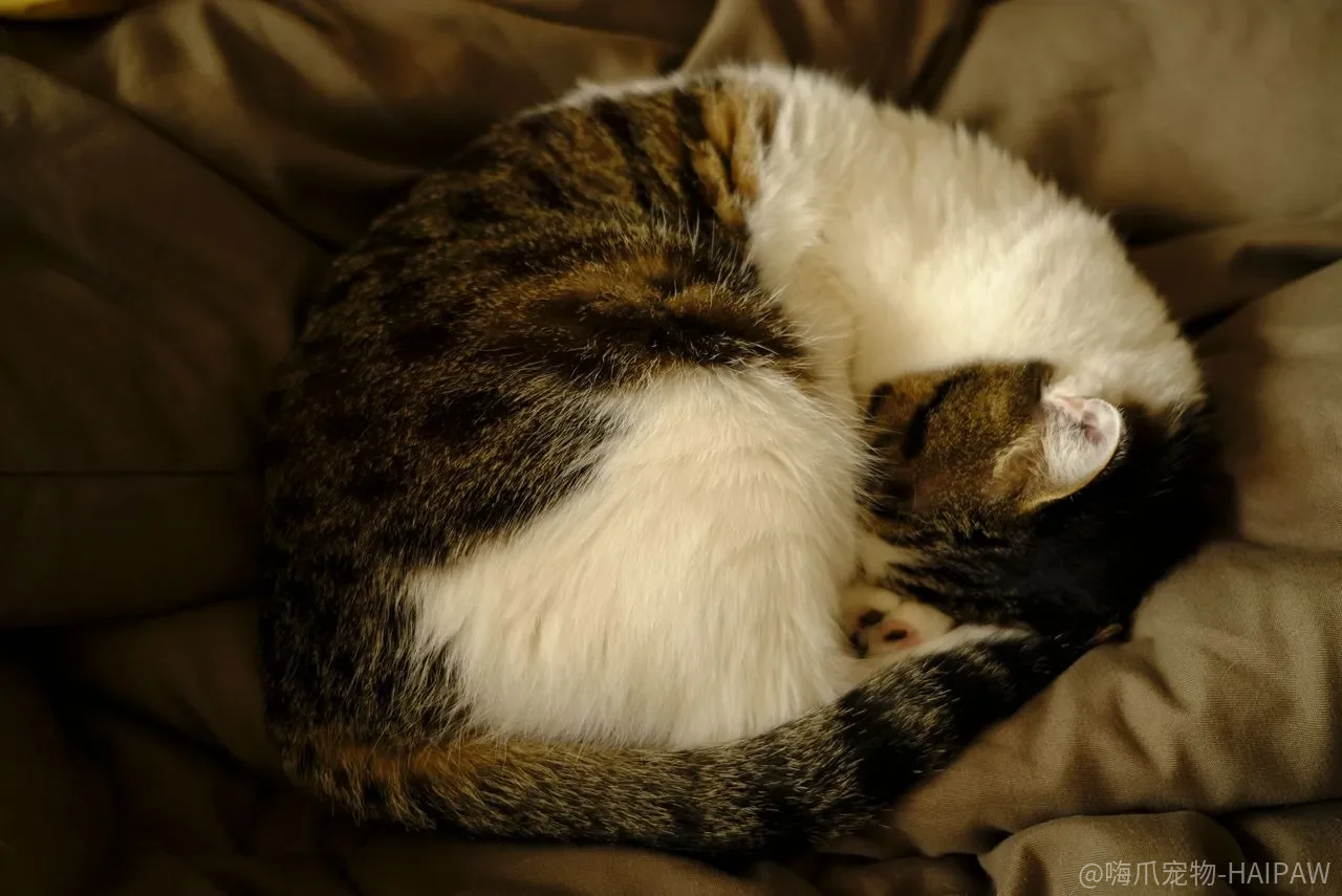 猫抓老鼠只是为了填饱肚子？牛磺酸、夜视和一套被误解的捕猎逻辑