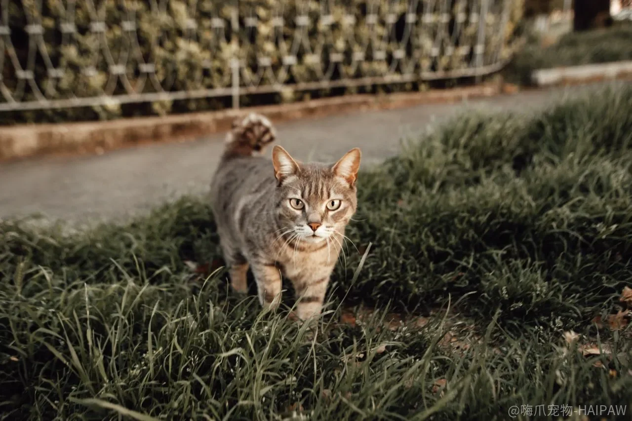 白天家里没人，猫真的会“寂寞”吗？哪些表现是在说它无聊了