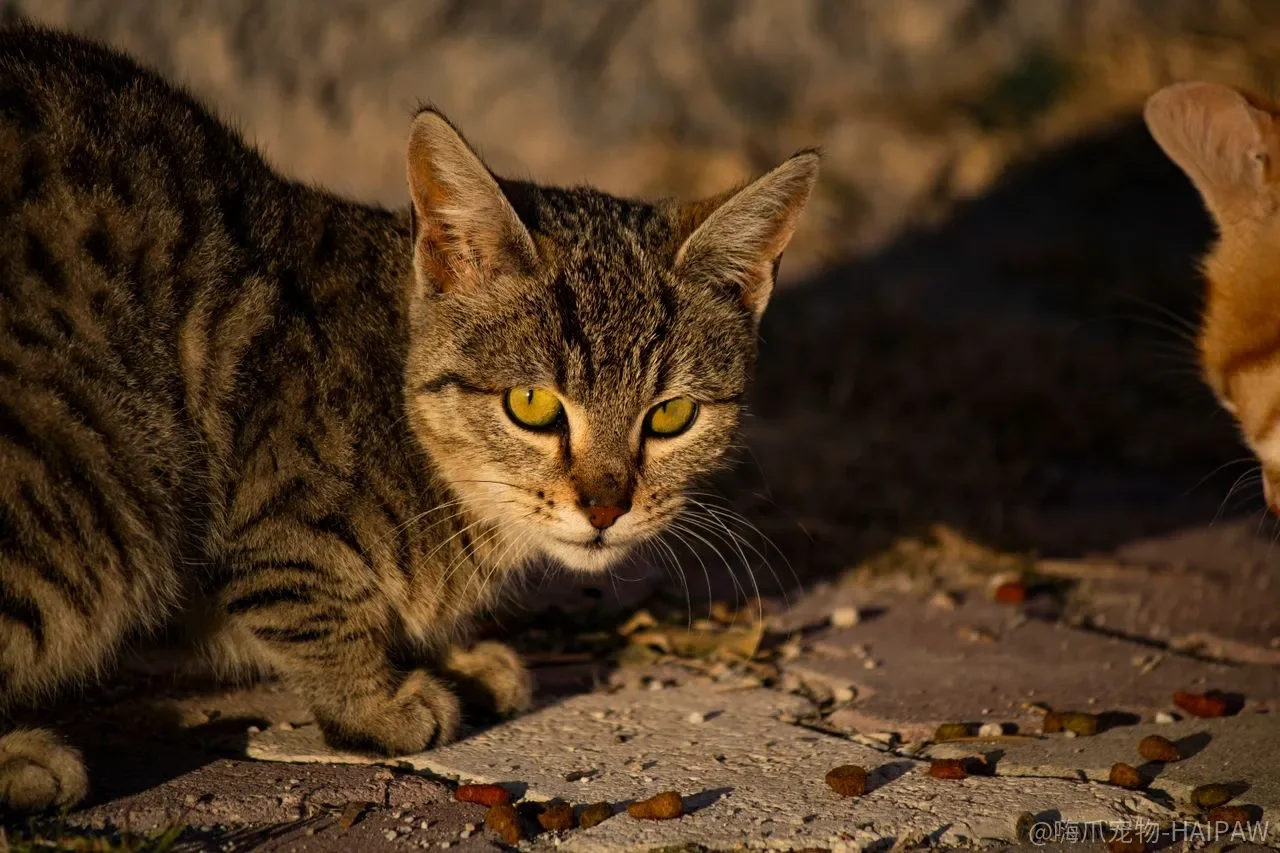 猫从高处落下总能四脚着地？翻正反射管得了姿态，管不了重力