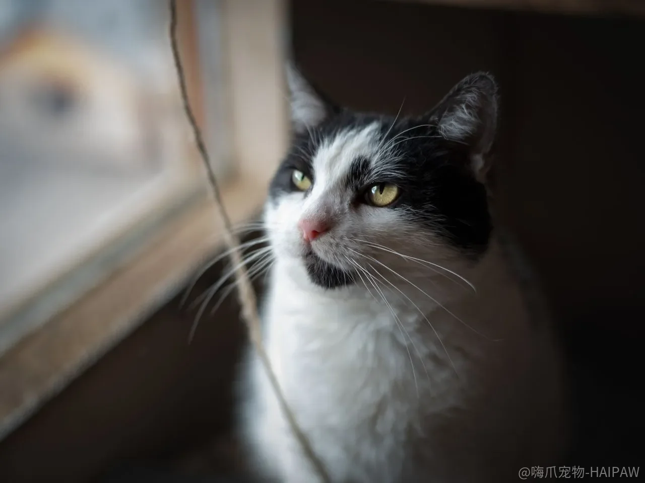 猫抓窗帘、撕抽纸，真的只是“手欠”吗？先别急着换家具