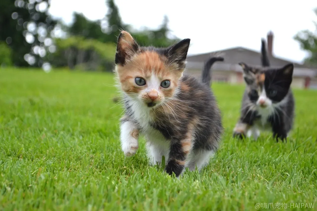 猫啃塑料袋、咬线头，是缺营养还是纯粹好奇？