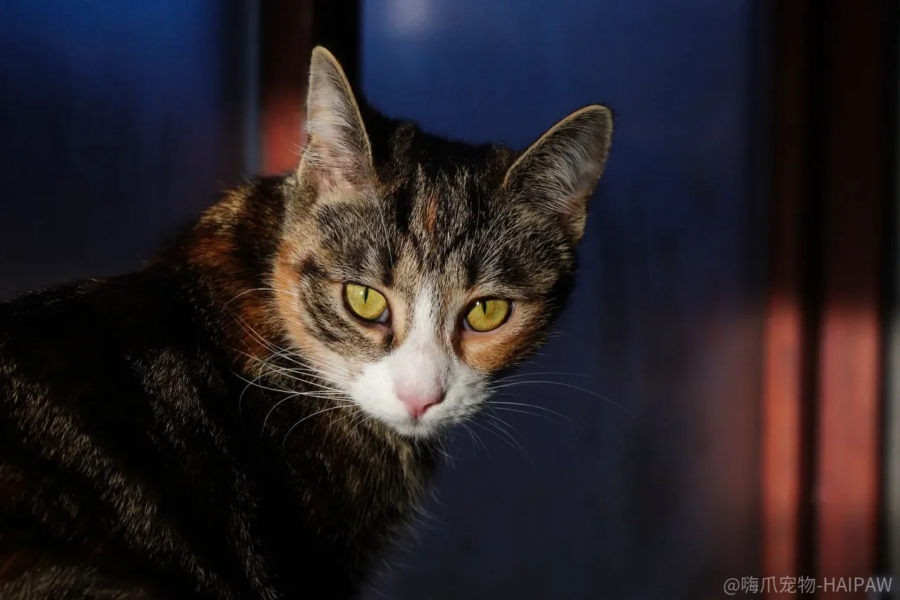 猫抓沙发，是爪子太长了还是你选错了猫抓板？