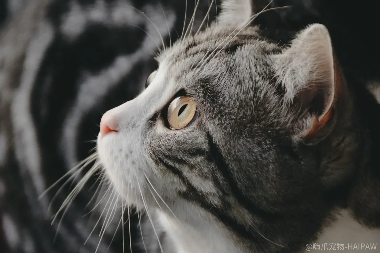 猫总盯着家里的仓鼠和鸟，是捕猎本能还是能教会它“别动手”？