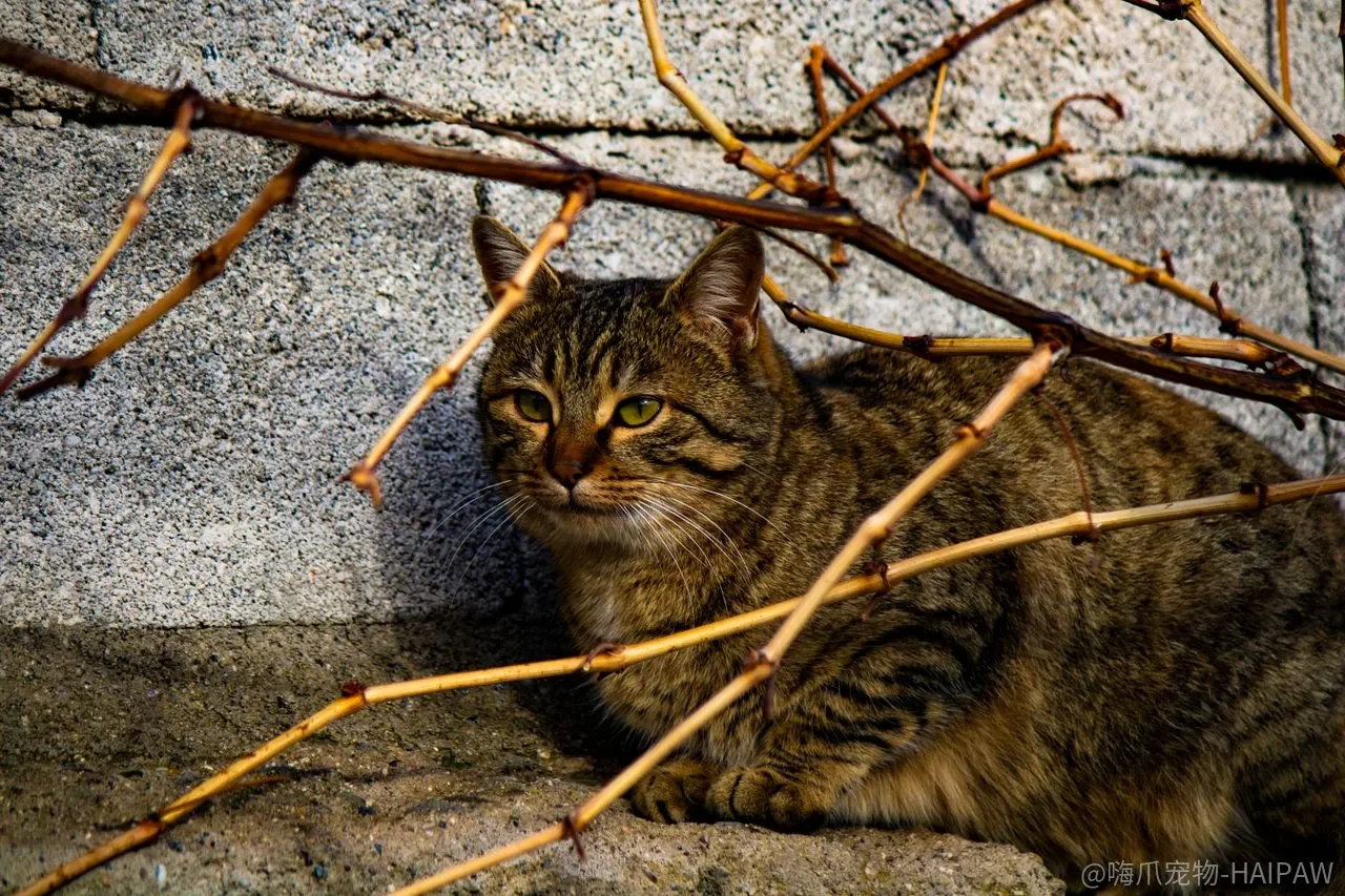 猫不服从命令，是它“不听话”，还是人用错了方法？