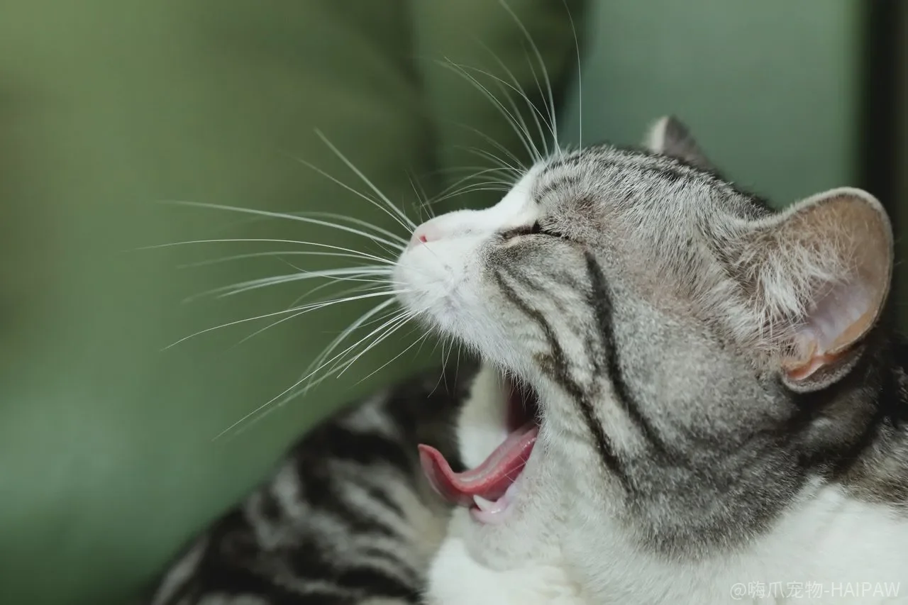 猫在沙发上尿了，是报复还是砂盆先出了问题？