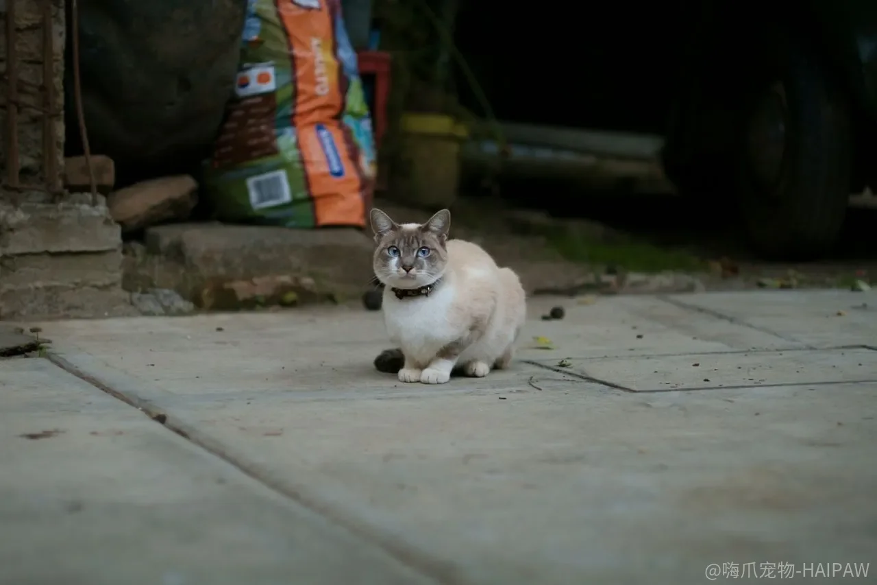 猫瘟为什么凶险？疫苗不是“打过就行”，免疫空窗期才是关键