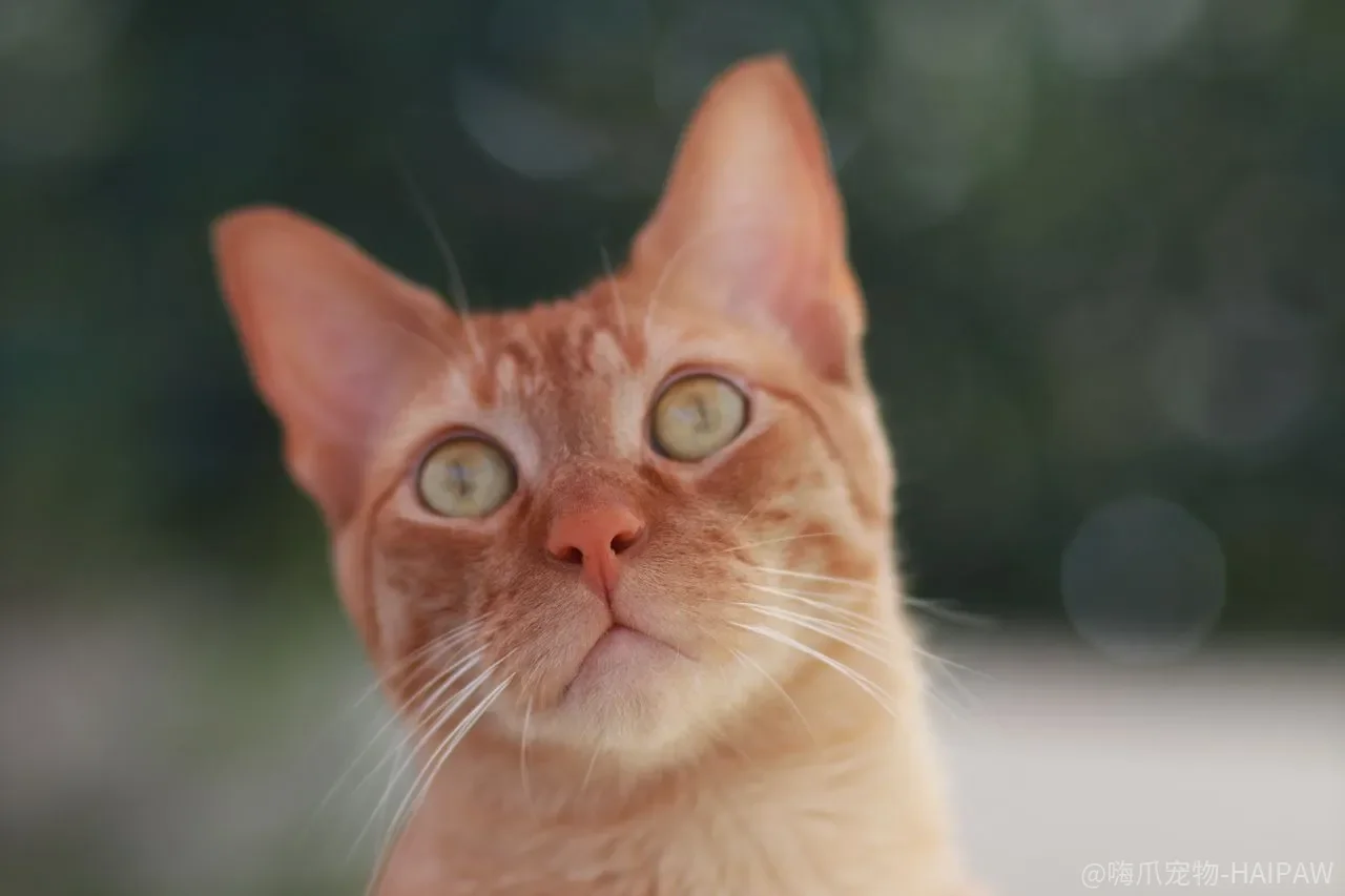 猫犯错后训斥得越凶，为什么下次还照犯？