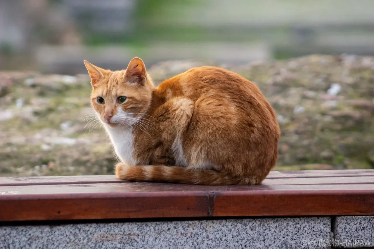 猫走路摇摇晃晃，是缺钙、受伤，还是神经系统在报警？