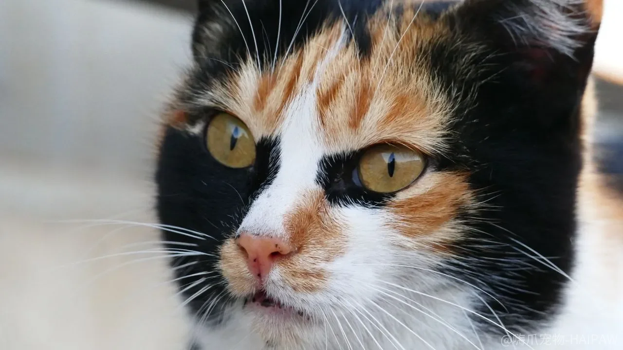 笼子只是关猫用的？为什么有的猫自己往里钻，有的碰一下就炸毛