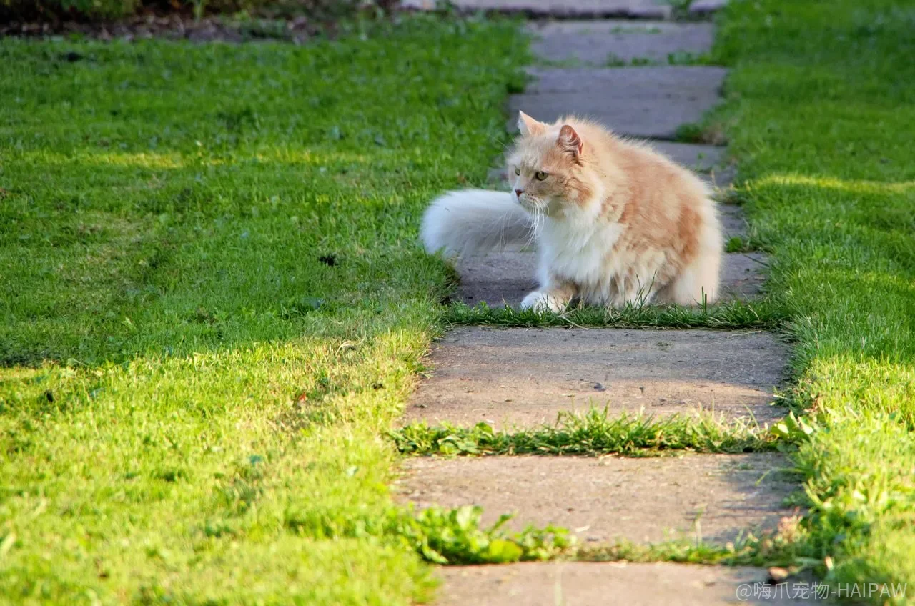 猫一看到航空箱就消失，强行塞进去到底会怎样？