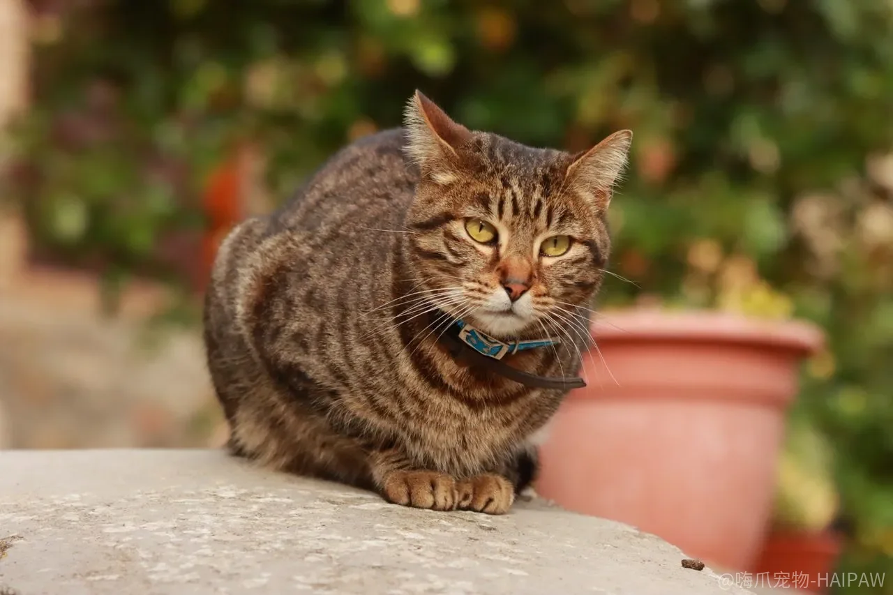 猫犯错几小时后再训，它真的还记得自己干了什么吗？