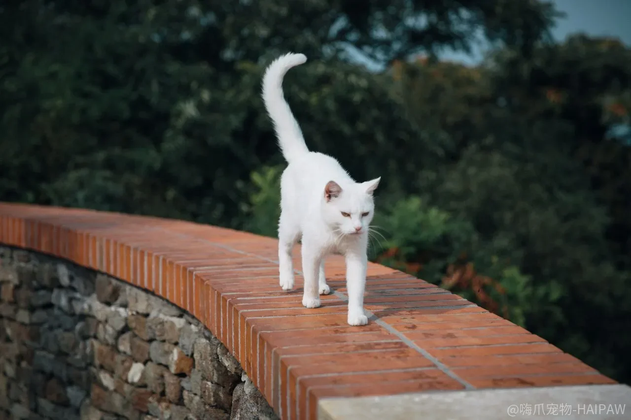 家里养猫还能养绿植吗？这些“好看”的植物，猫啃一口就可能出事