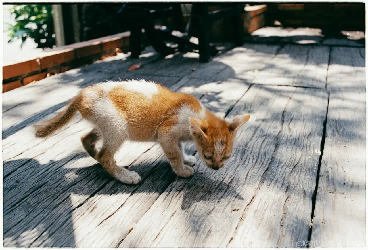 猫打架,是领地之争还是发情惹的祸?分清原因才能止斗 猫打架,是领地之争还是发情惹的祸?分清原因才能止斗
