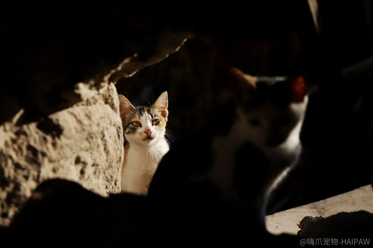 猫在墙上磨爪,抓的是墙,标记的是“这是我的地盘”? 猫在墙上磨爪,抓的是墙,标记的是“这是我的地盘”?