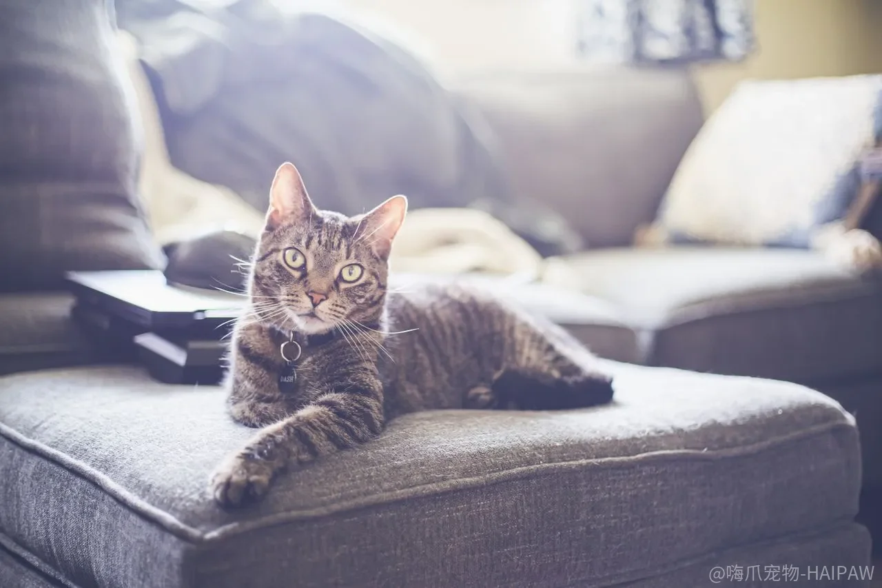 猫躲起来、舔秃自己，是“性格内向”还是应激已经超负荷？
