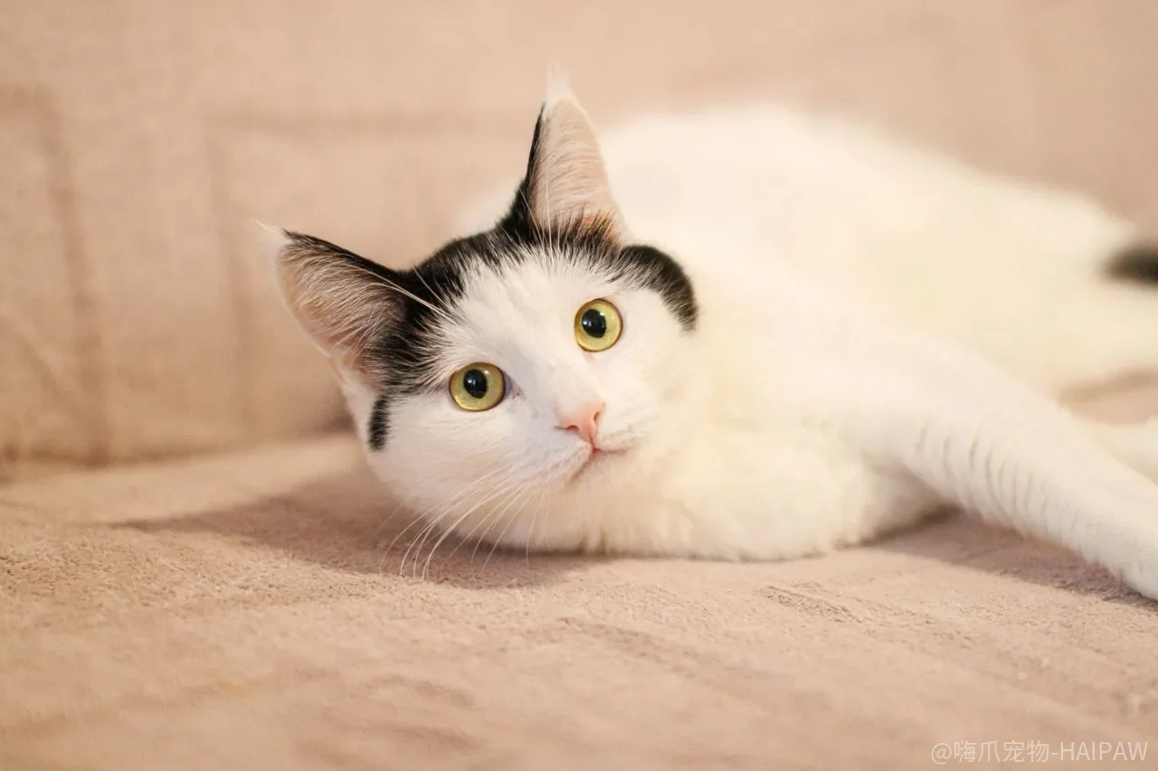 猫不听话就“模拟大猫”吓回去？惩罚越像打架，关系越像对手