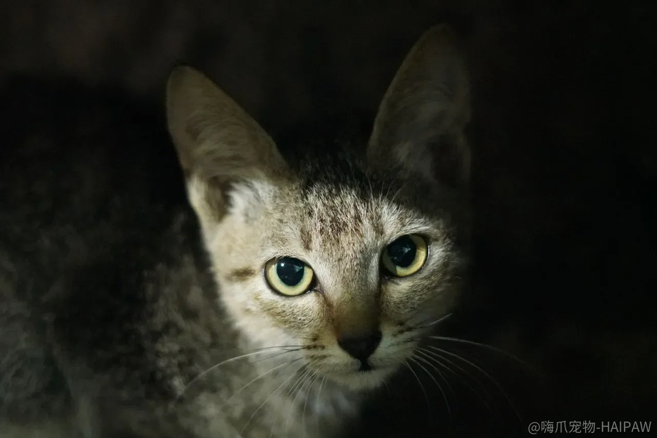 猫和仓鼠、鸟能和平共处吗?先分清“捕猎本能”和“社交训练”的边界 猫和仓鼠、鸟能和平共处吗?先分清“捕猎本能”和“社交训练”的边界
