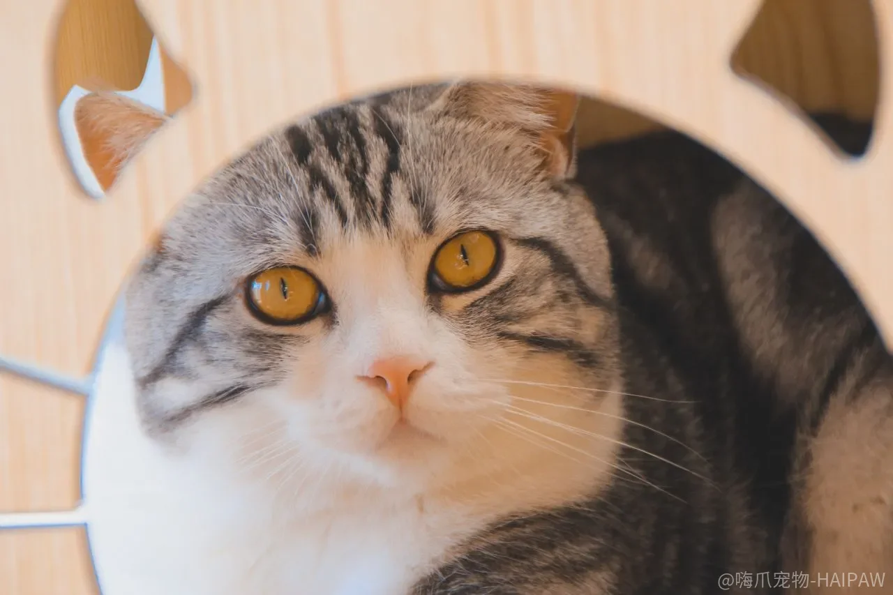 梳毛梳到一半突然被咬，是猫脾气坏还是你漏看了停止信号？