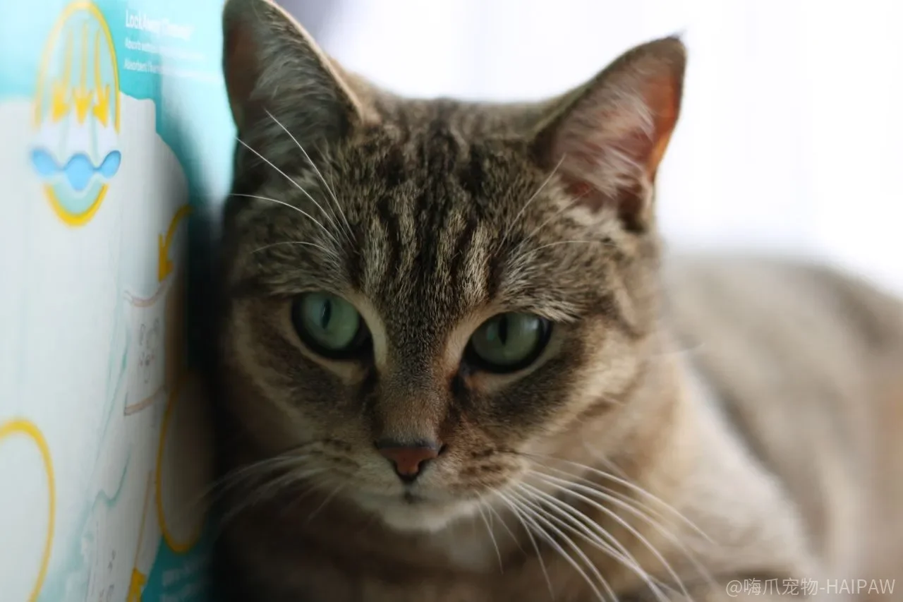 猫互相舔毛,是感情好还是在“暗中较劲”? 猫互相舔毛,是感情好还是在“暗中较劲”?