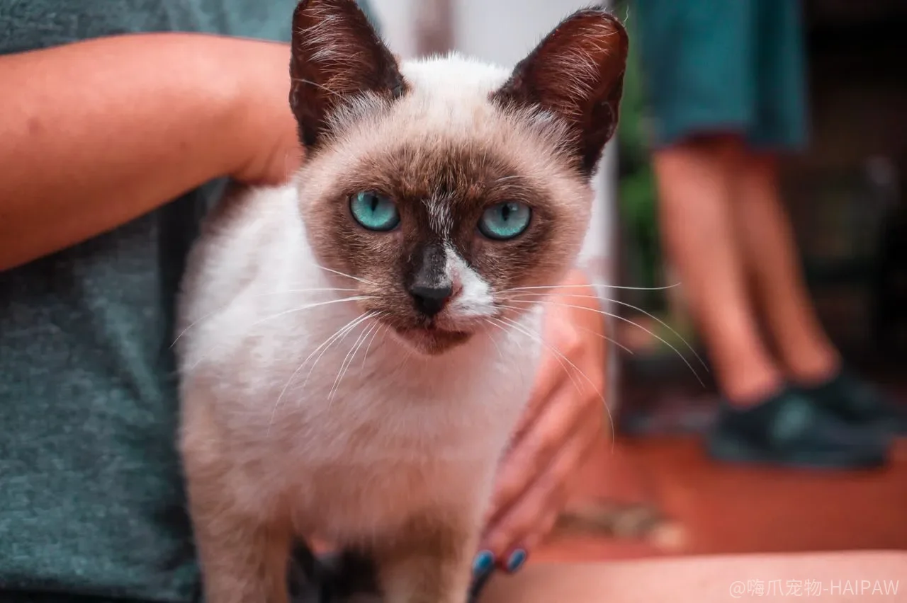 猫抓老鼠只是为了填饱肚子？牛磺酸和捕猎本能，哪个才是真正的驱动？